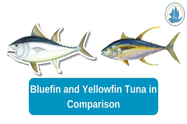 Bluefin and Yellowfin Tuna in Comparison